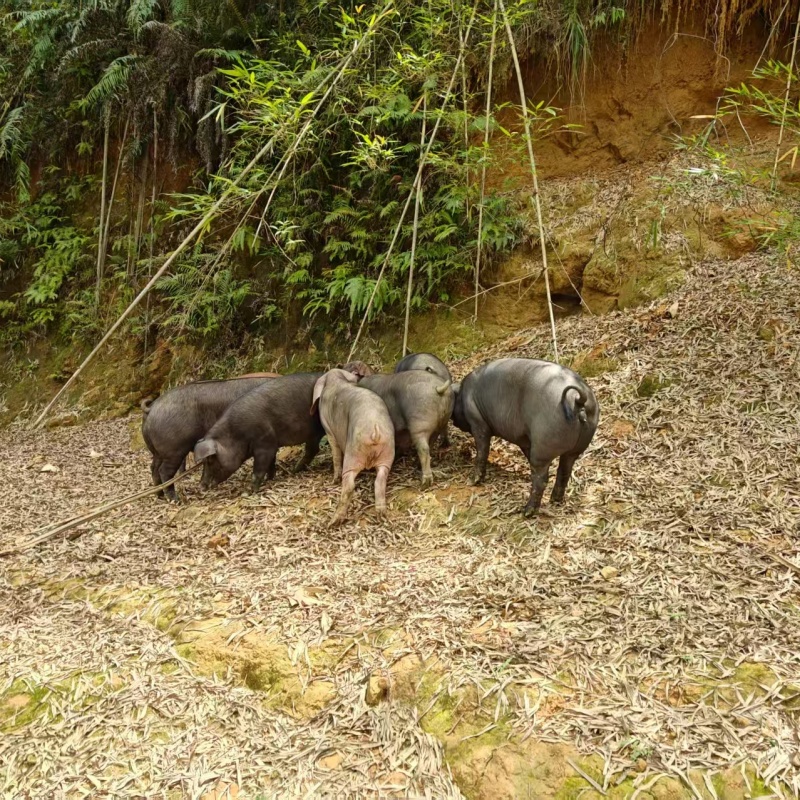 广宁跑山猪深山散养土猪肉 【现场改价链接】
