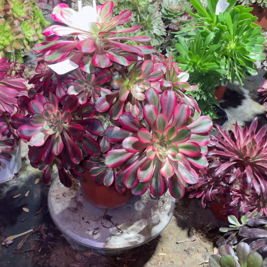 多肉植物丽娜726