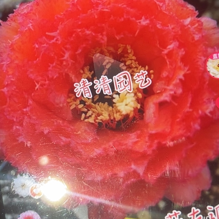 清清园艺根仙人球瑕疵