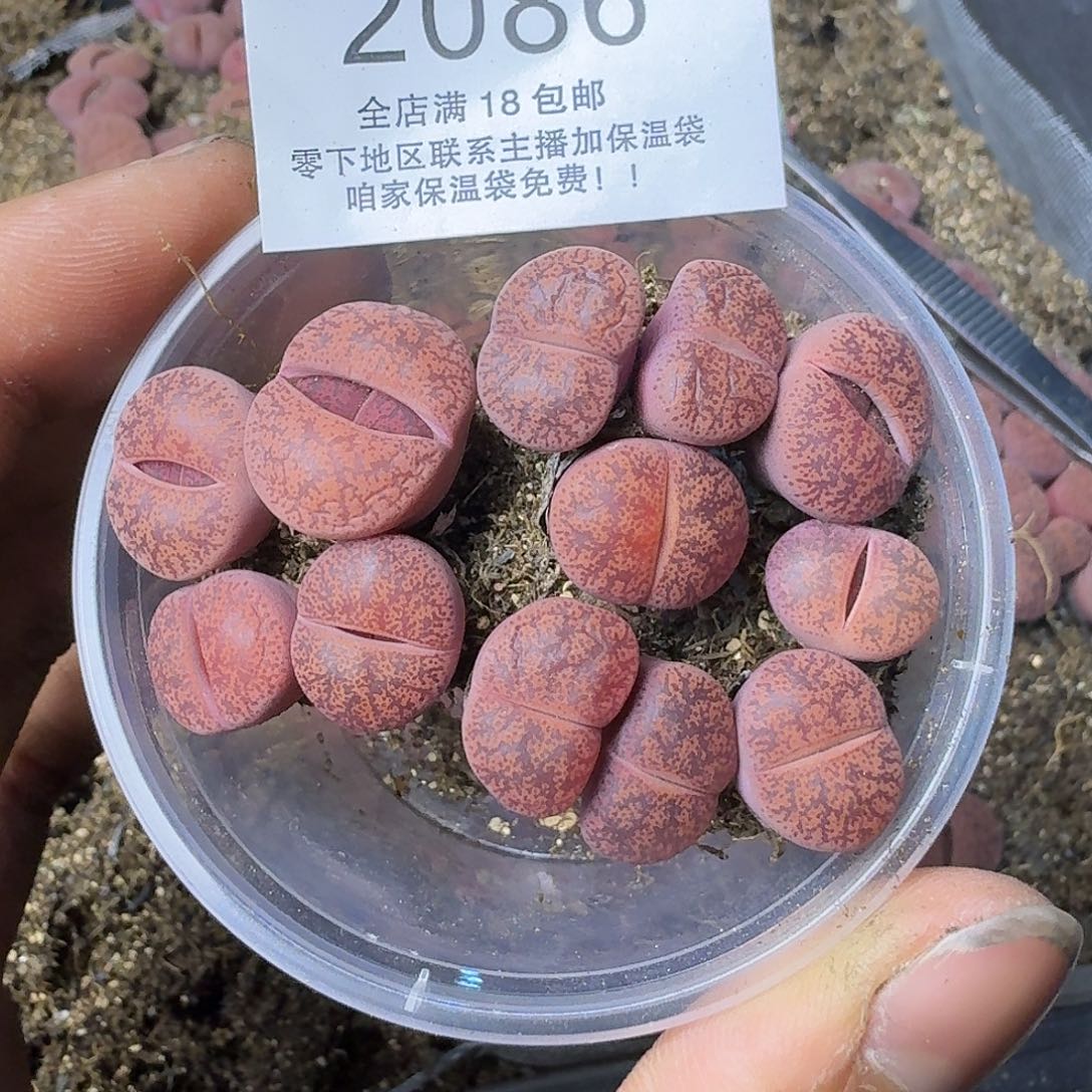 2086欧版酒红紫薰三年