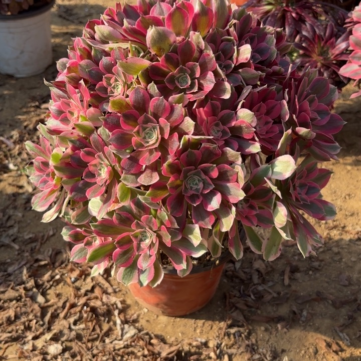 多肉植物法师女郎17