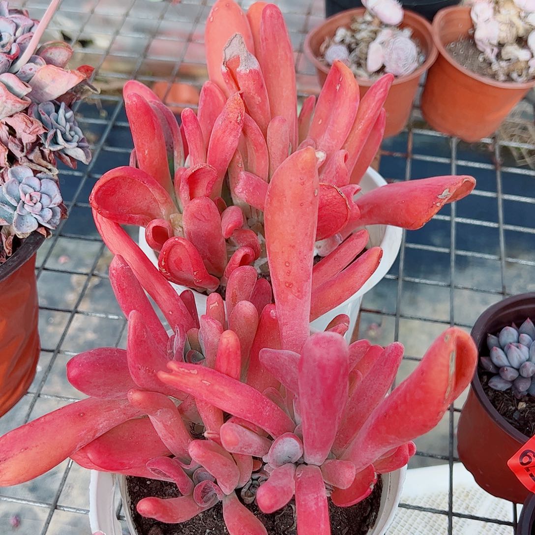 火狐狸多头造型精品二盆