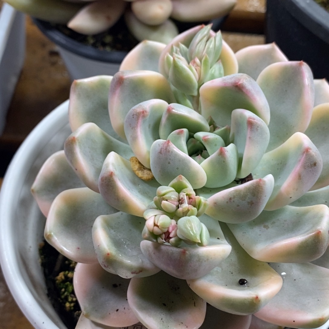 333红粉佳人锦大单头