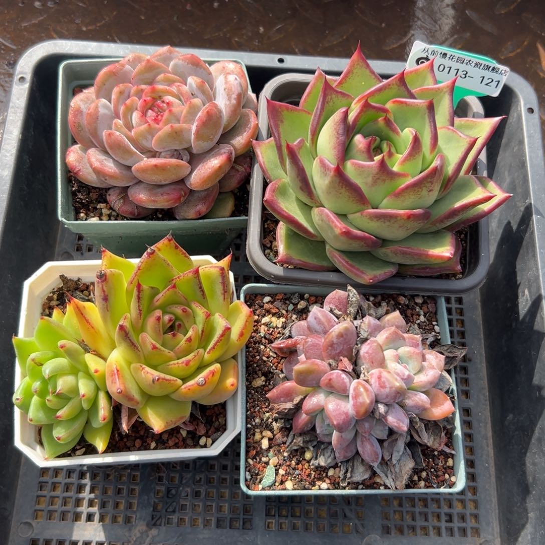 多肉一物一拍0113.121