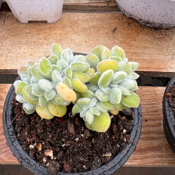 雪晃星缀化 多肉 夏鸣园艺