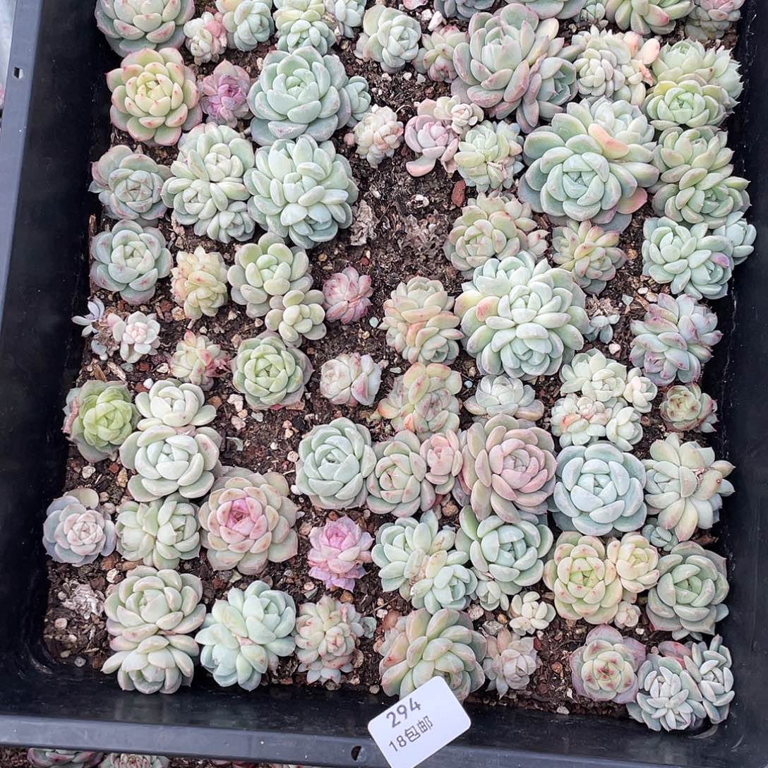 小***芋294。 定。               