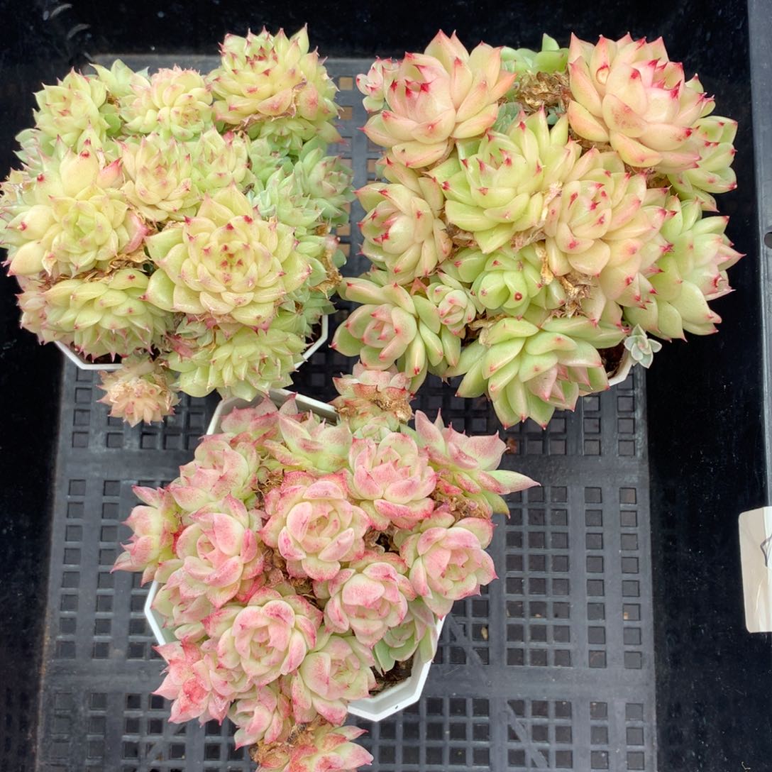 1120-16 套餐一组