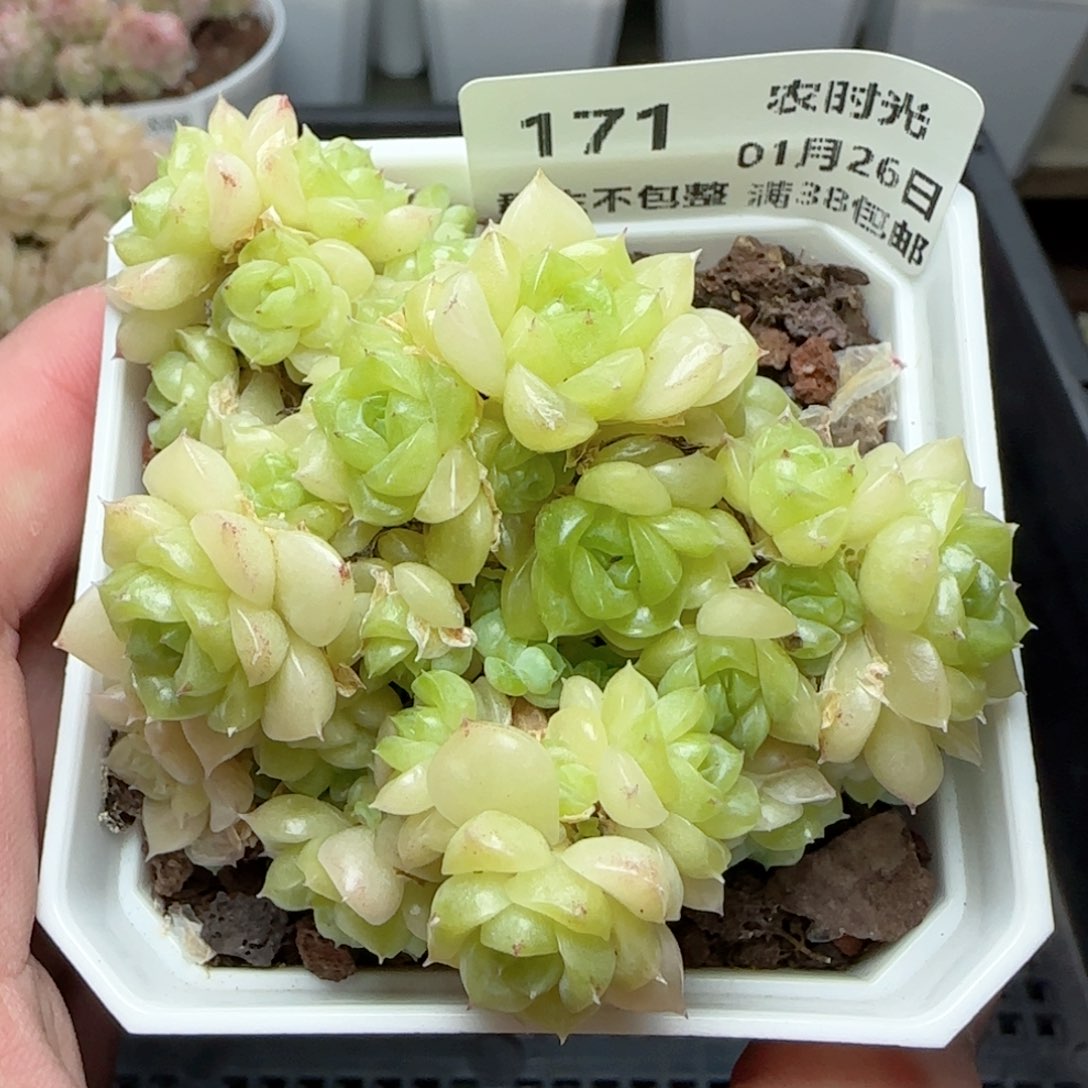 0126-171优选麦秆