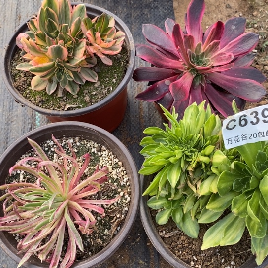 639四棵多肉植物