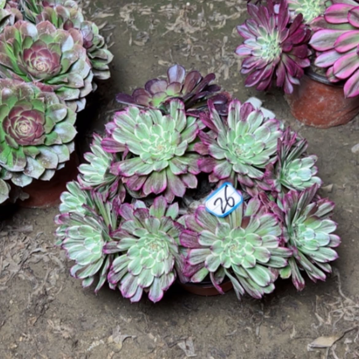 【闪购商品】多肉植物粉墨26