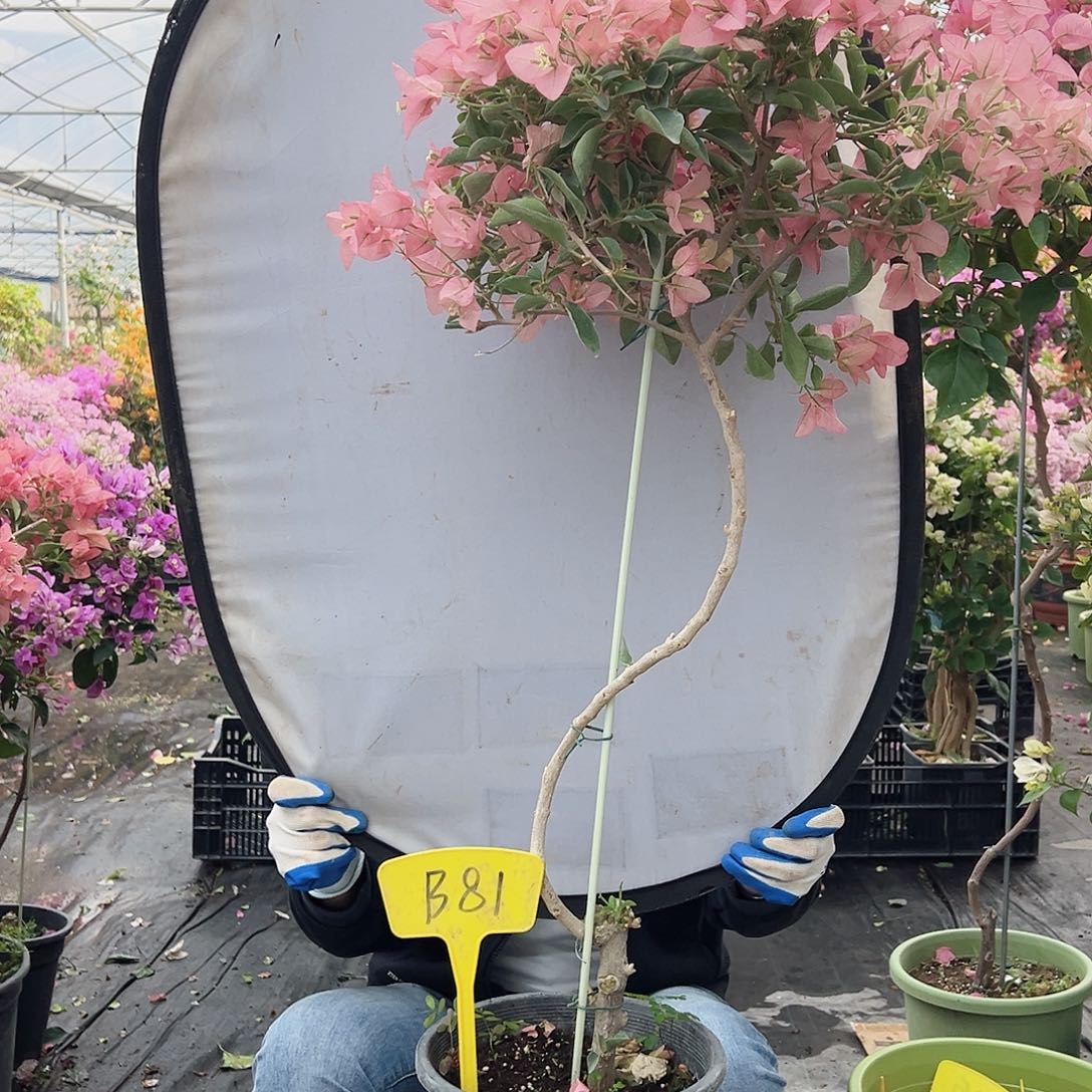 ****期大部分花苞少量开放B81卡亚塔