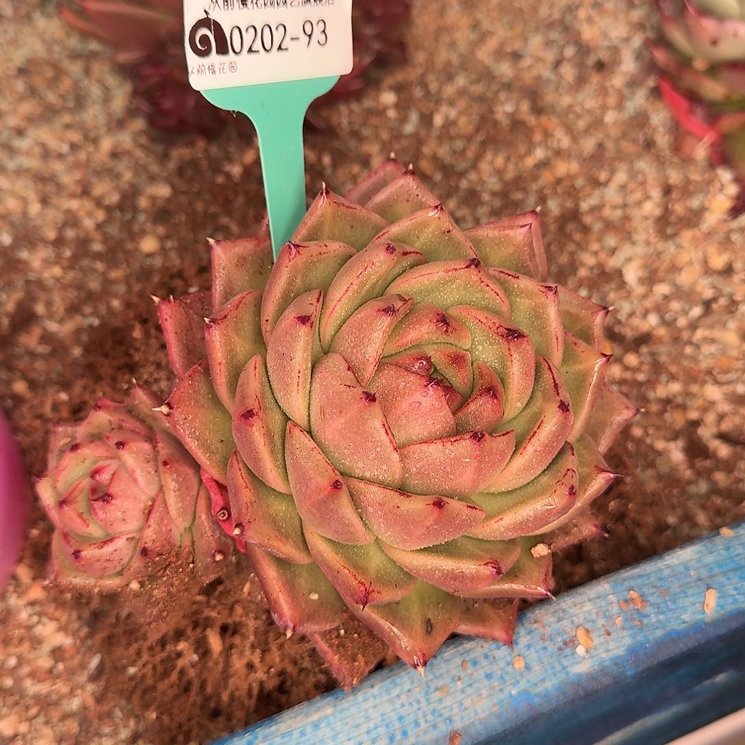 从前慢花园东云系多肉0202-93