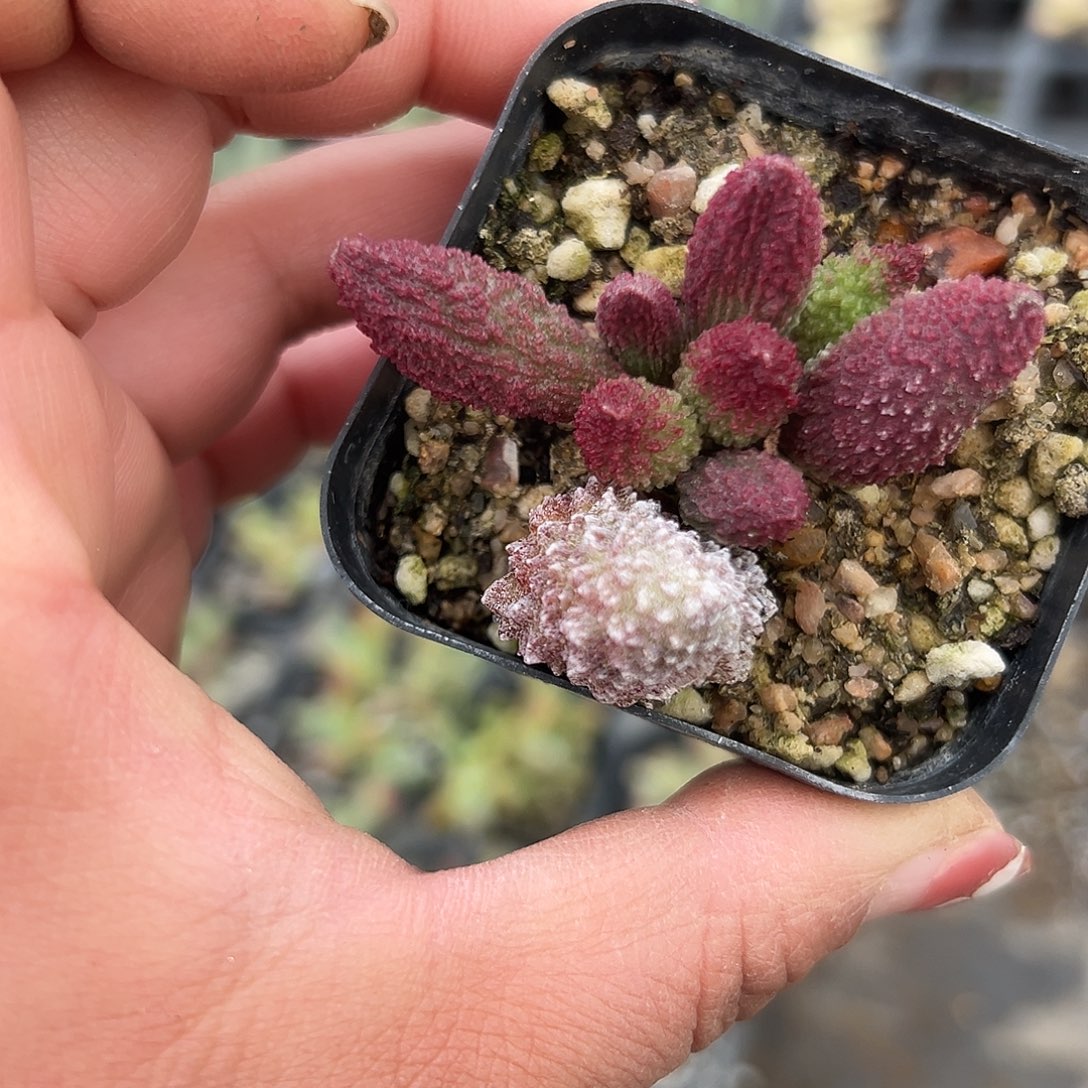 多肉植物朱子玉水泡