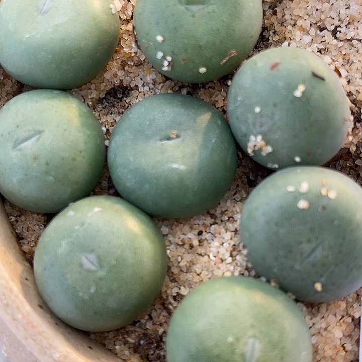 345超大小拳拳一颗。     