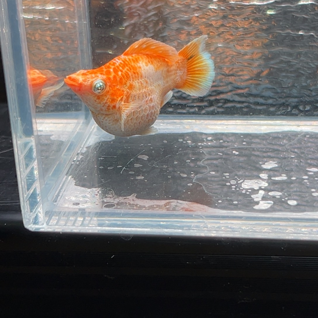 孔雀鱼玛丽鱼一条黄金母