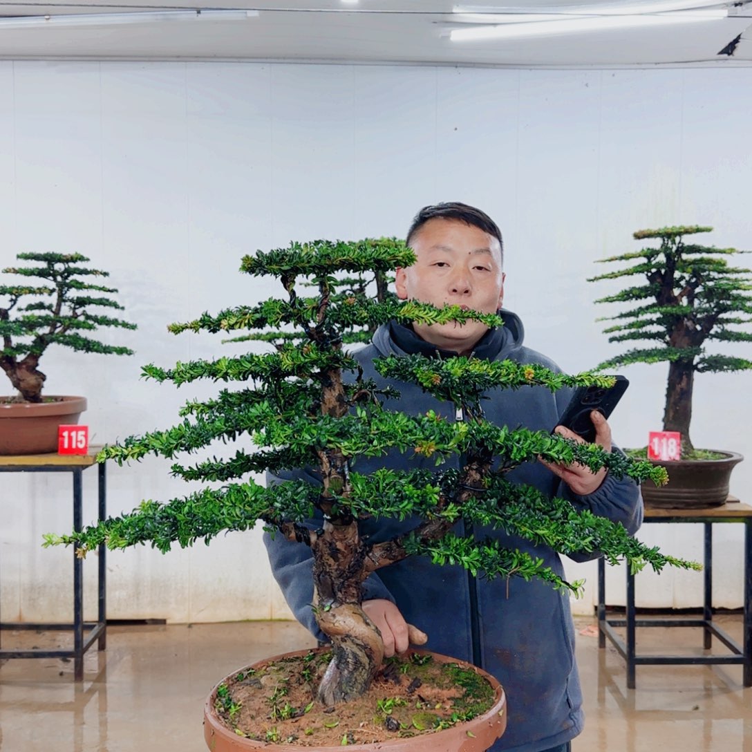 J***n无花朵盆景园林……