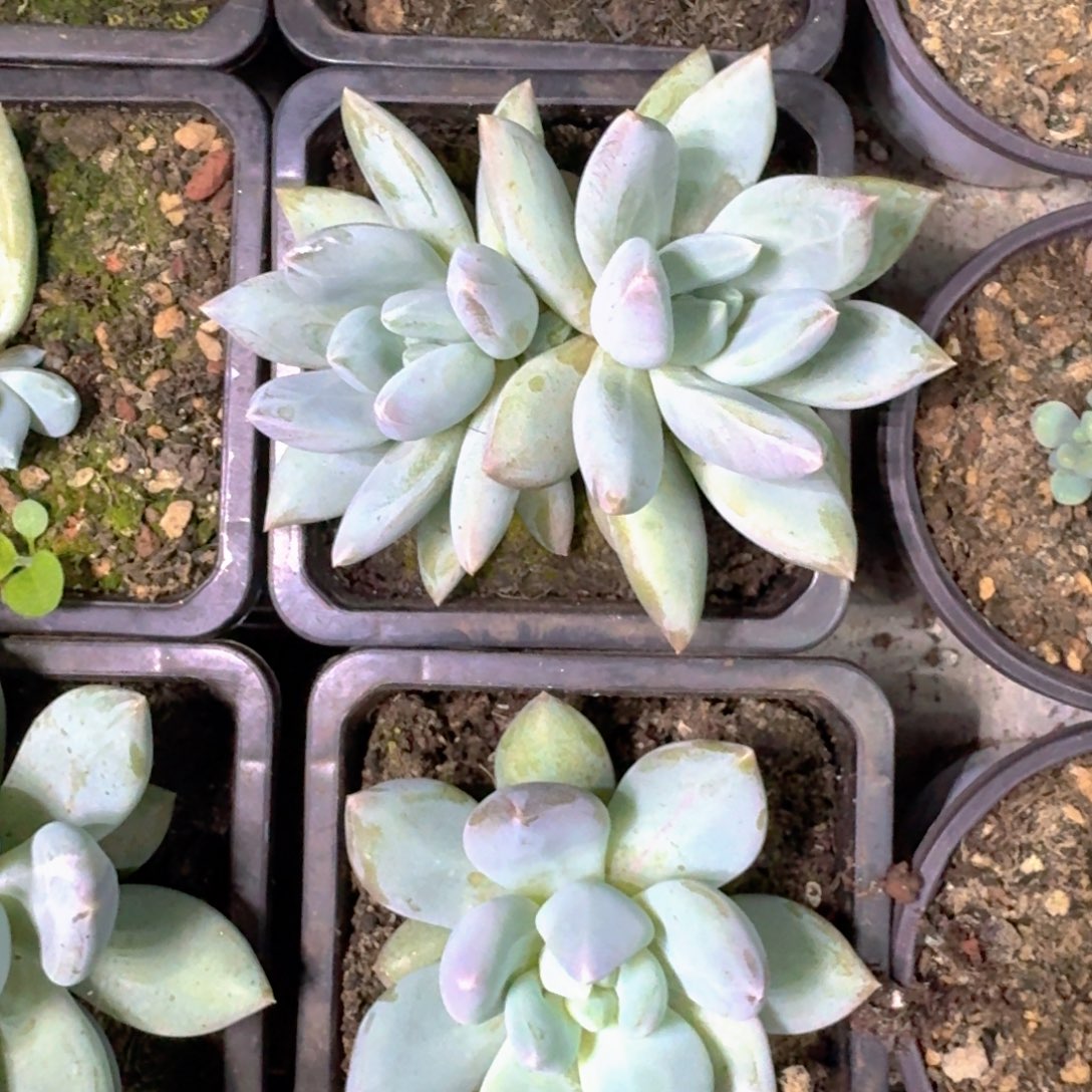 伊丽莎白 双头 一物一拍