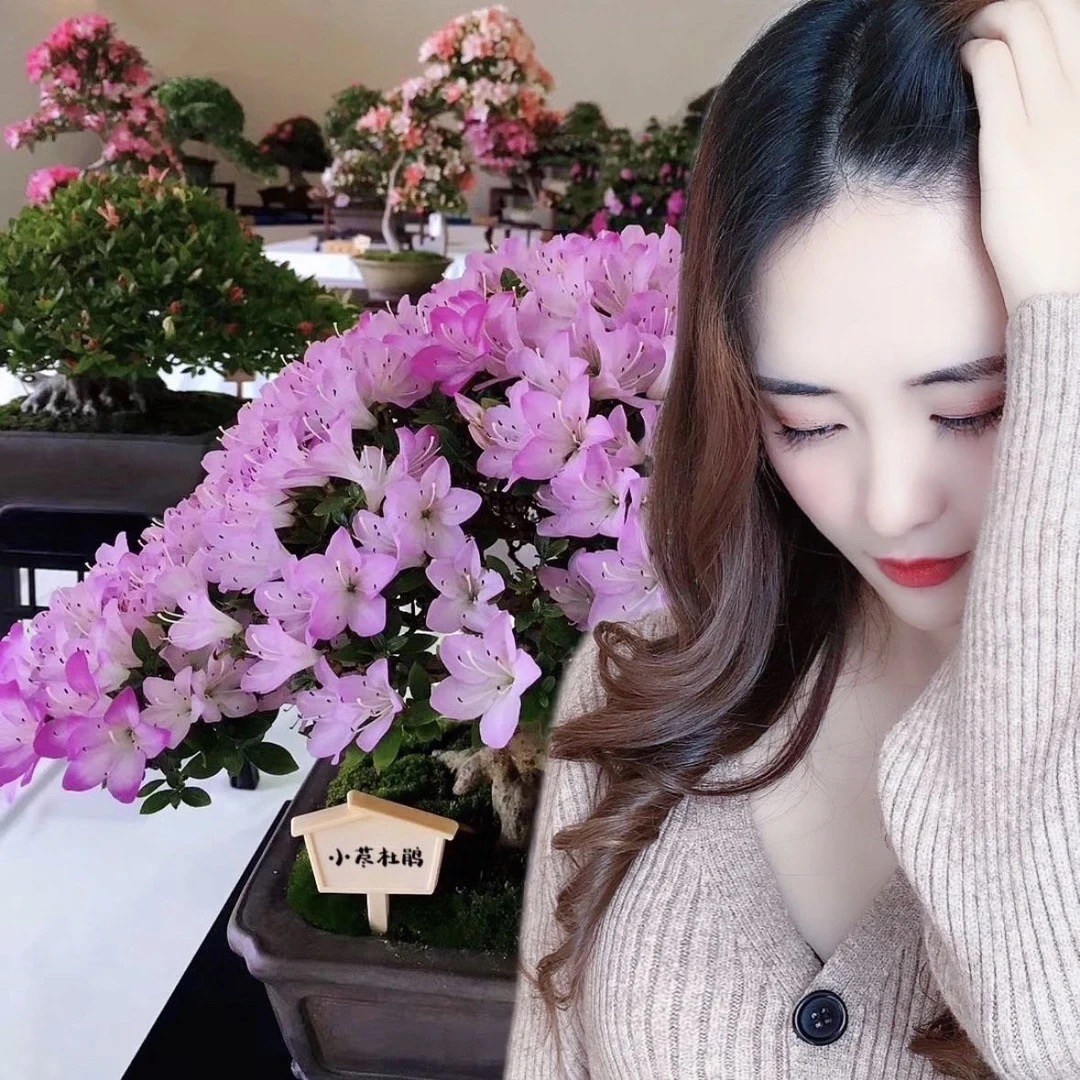 精品九留米杜鹃盆景（03）