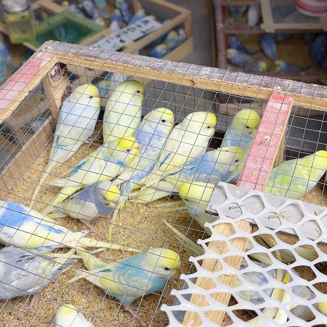 ****)虎皮鹦鹉高纯金彩一对