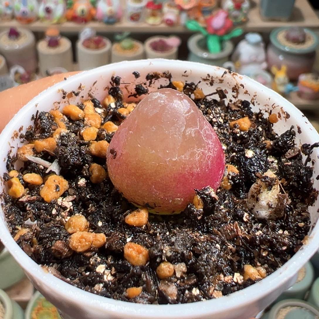 多肉植物148号灯泡