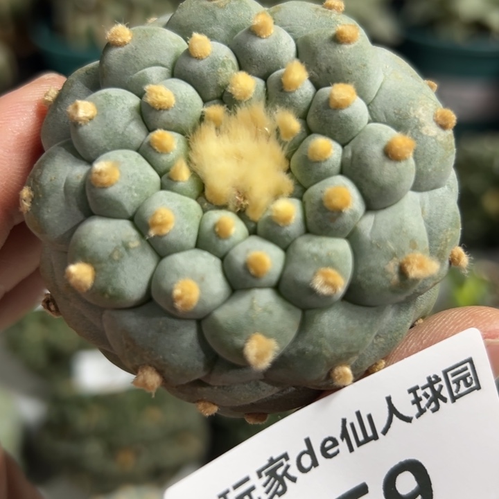 259可节后发货 可帮发根