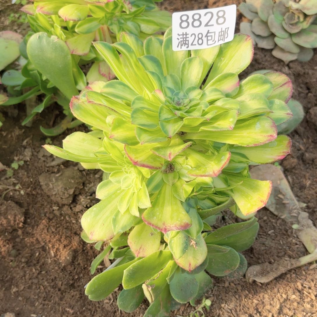 C.   8828知否多肉