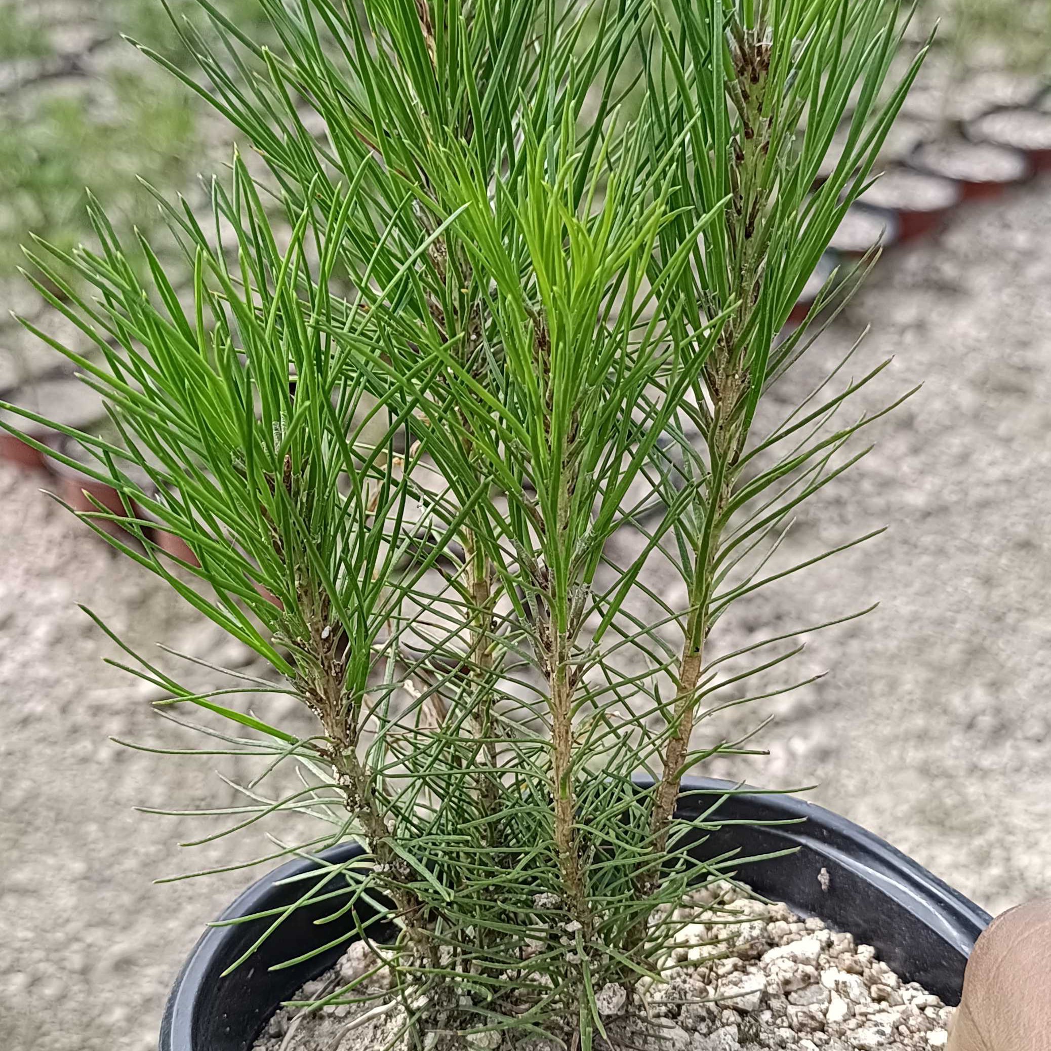 黄山松组合丛林小苗25到30厘米高适合庭院窗台摆放