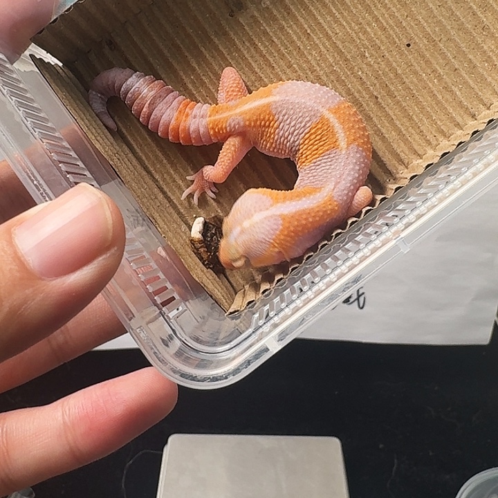 肥尾守宫直线玫瑰橘白，搞起开！