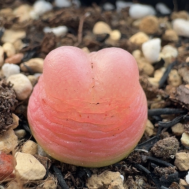 老马生石花拉登2305