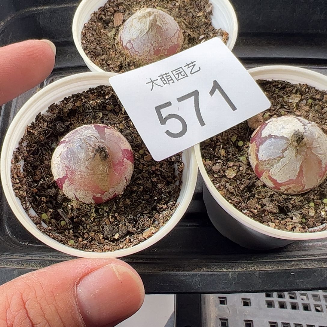 一物一拍。     3颗带盆土发。571