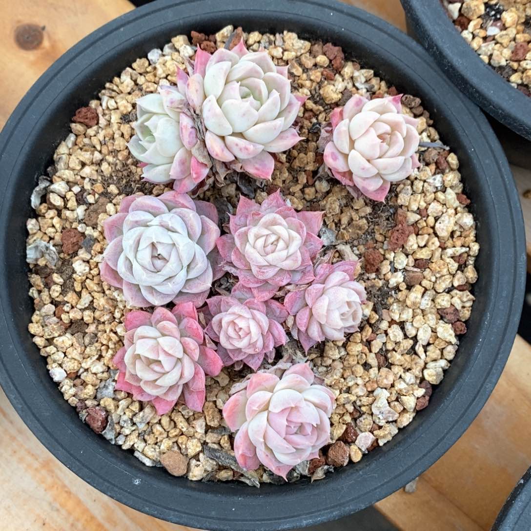 精品多肉一物一拍不包整229