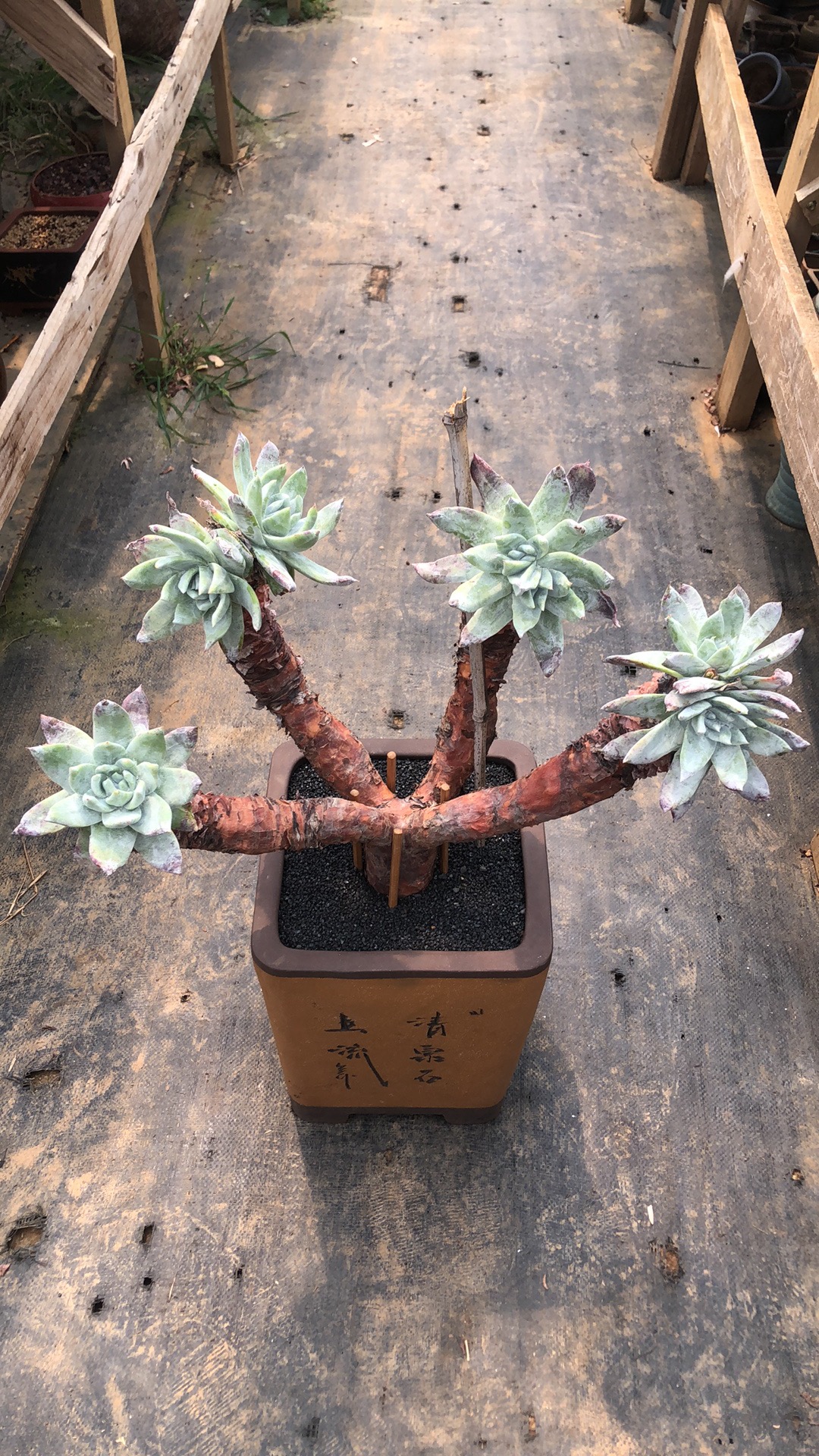 拇指苹果叶造型大树老桩精控 天花板级别 