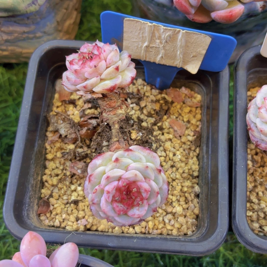 执***觉云南金致家精品多肉