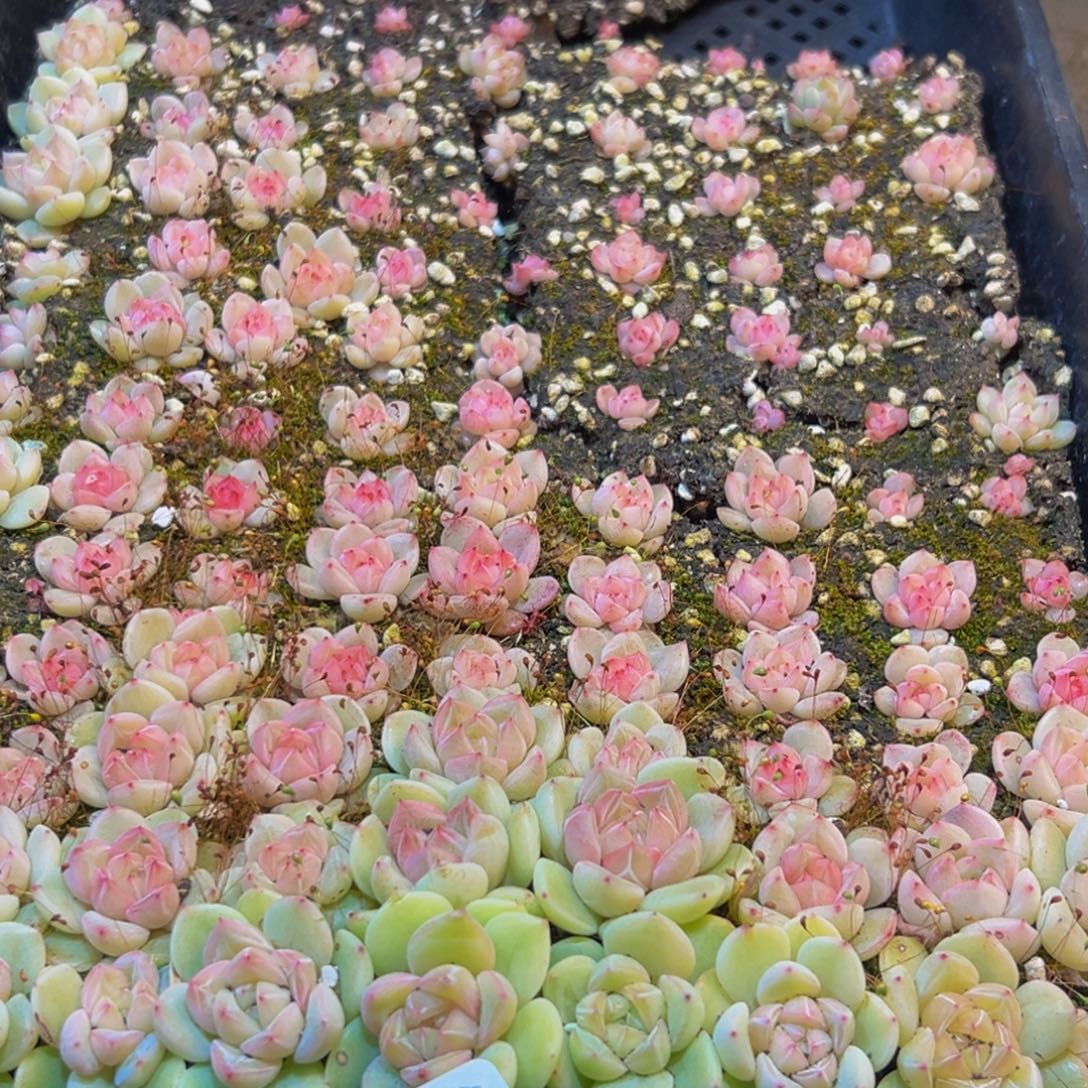 肥***猫608多肉葡萄的味道真的是