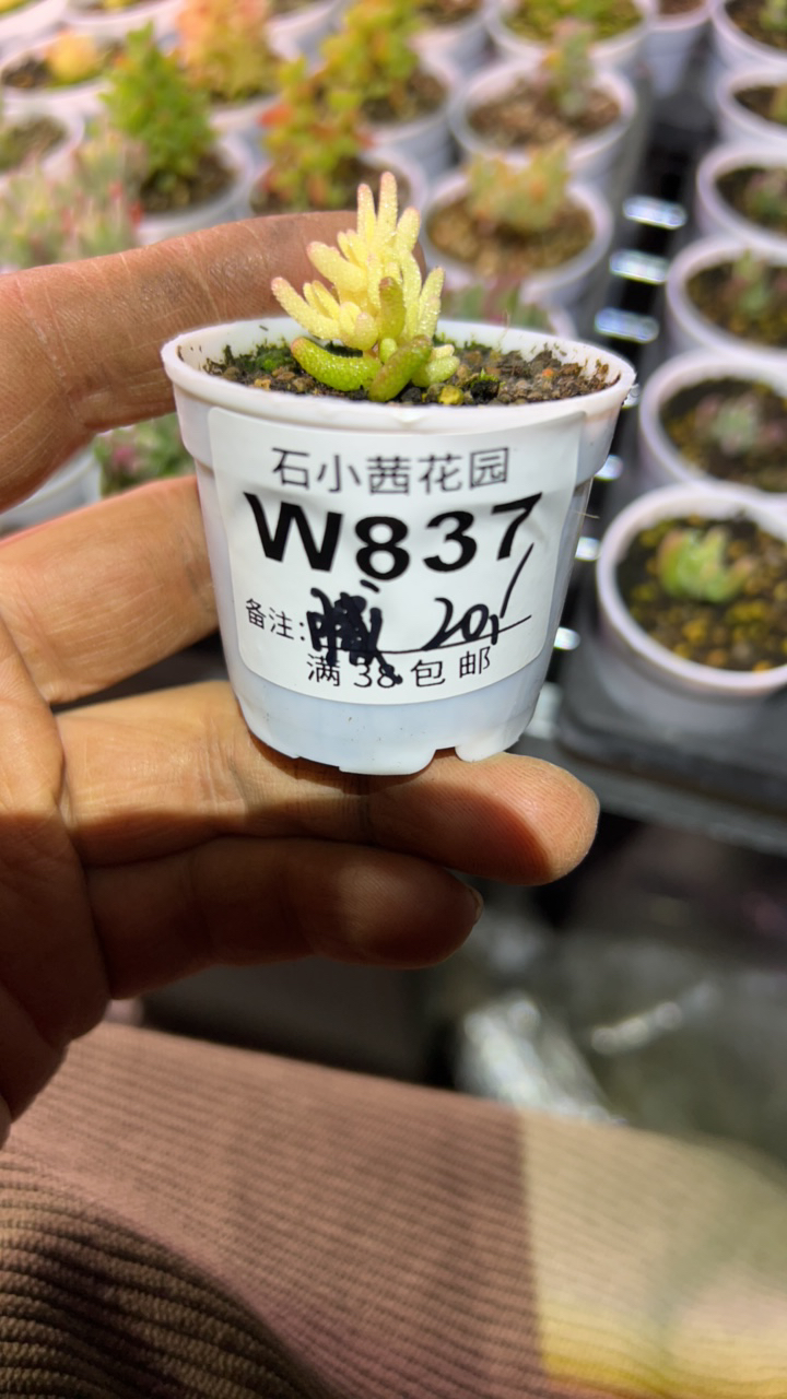 腻-真飞机株-多肉植物枝干番杏
