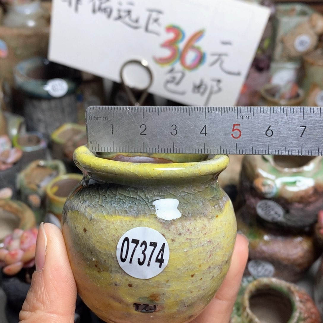 花盆拍5送一个小礼物