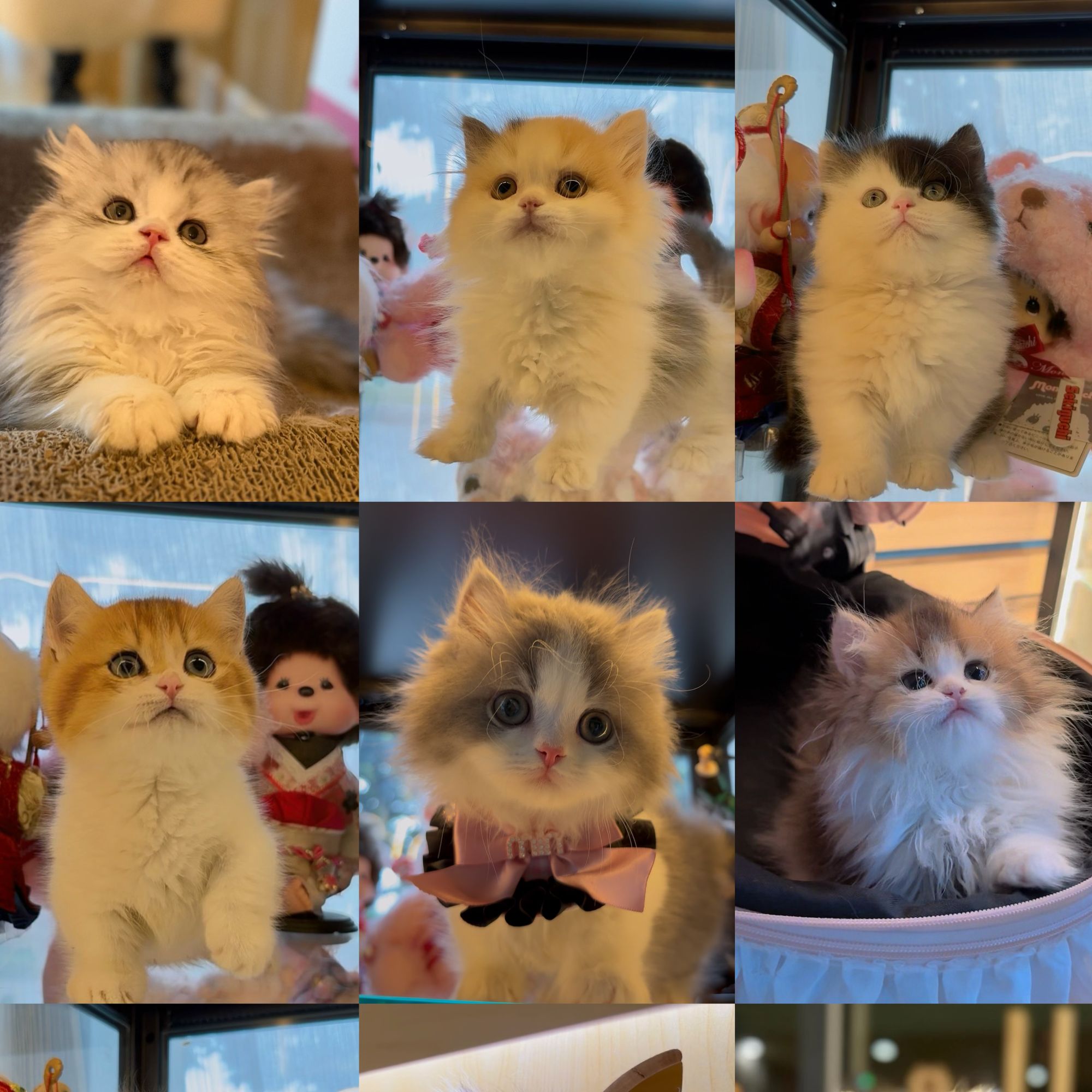TK萌猫精品米努特矮脚猫专场