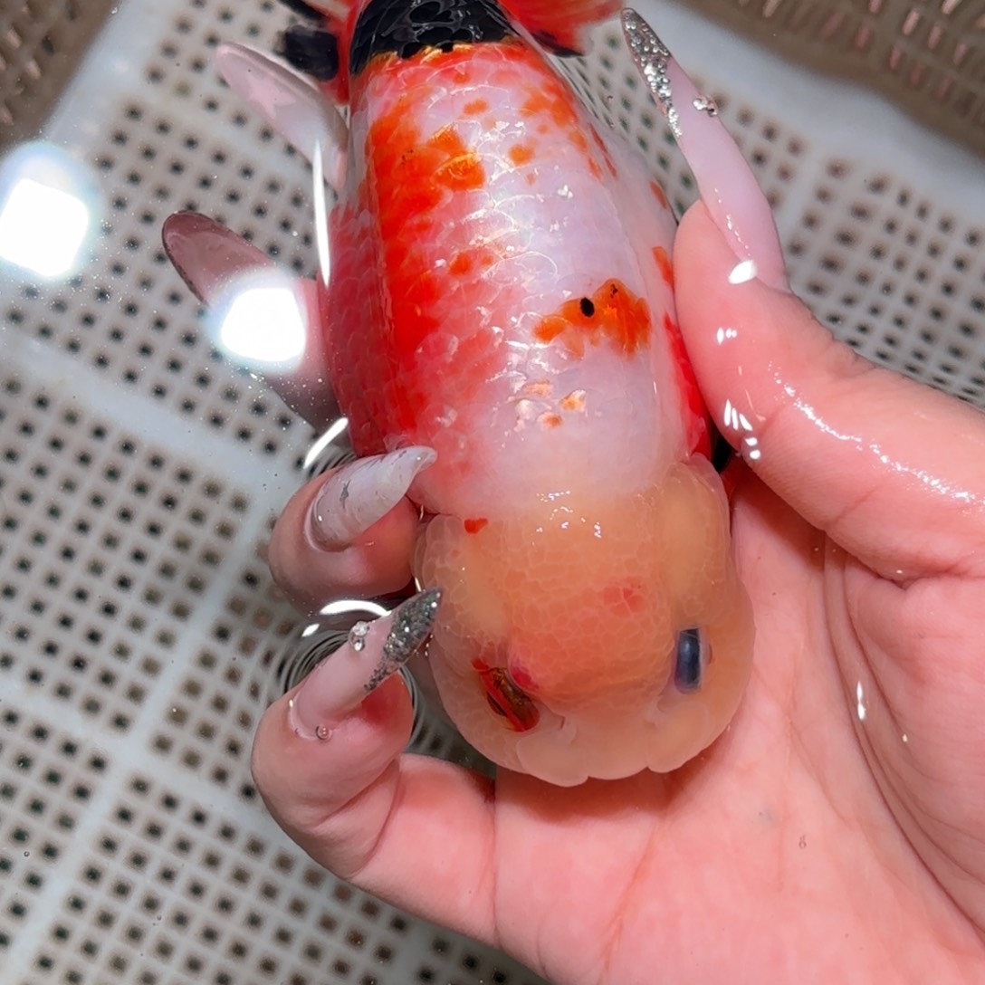 等***待金鱼拍包装包邮，不拍包装运费到付