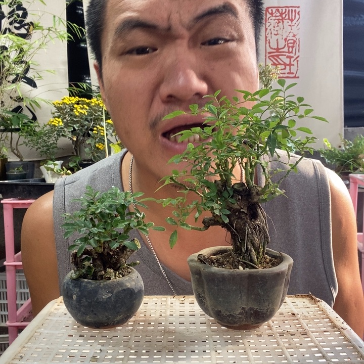 漫***柒以实际为准盆景绿植花卉31