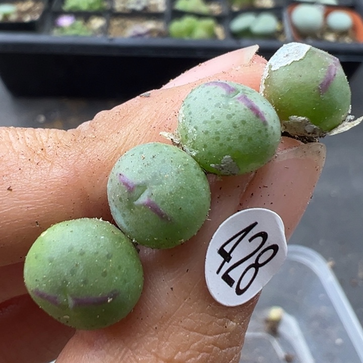 428号双11福利价不代表平时出货价