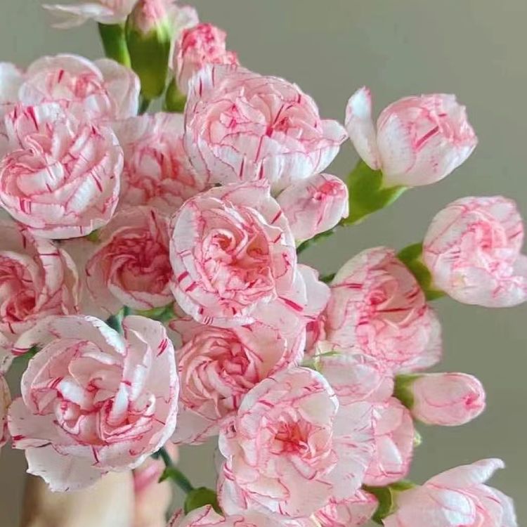 『多头康·小白菜』20枝 高品质康乃馨 全场一单包邮 两单顺丰