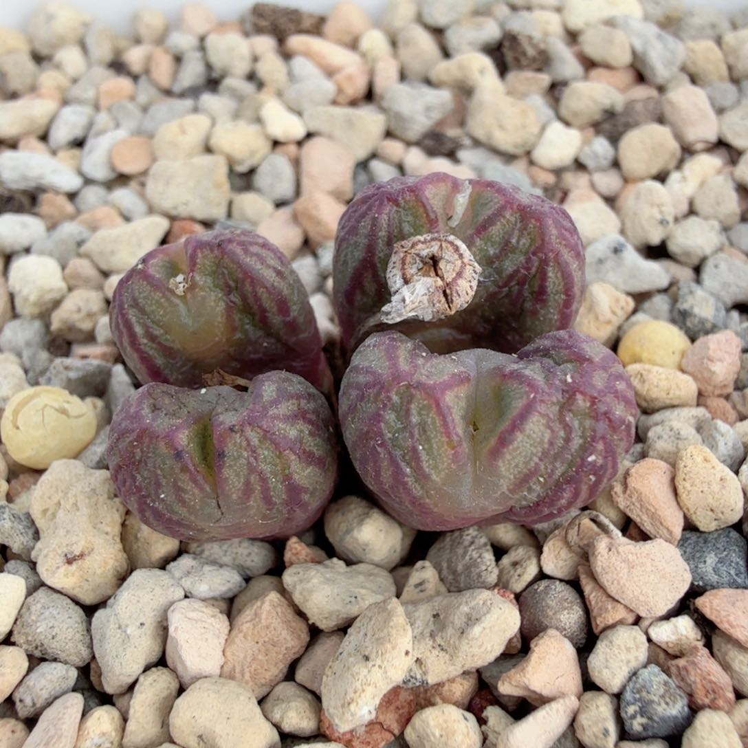 送奶工SP 12-25-L9