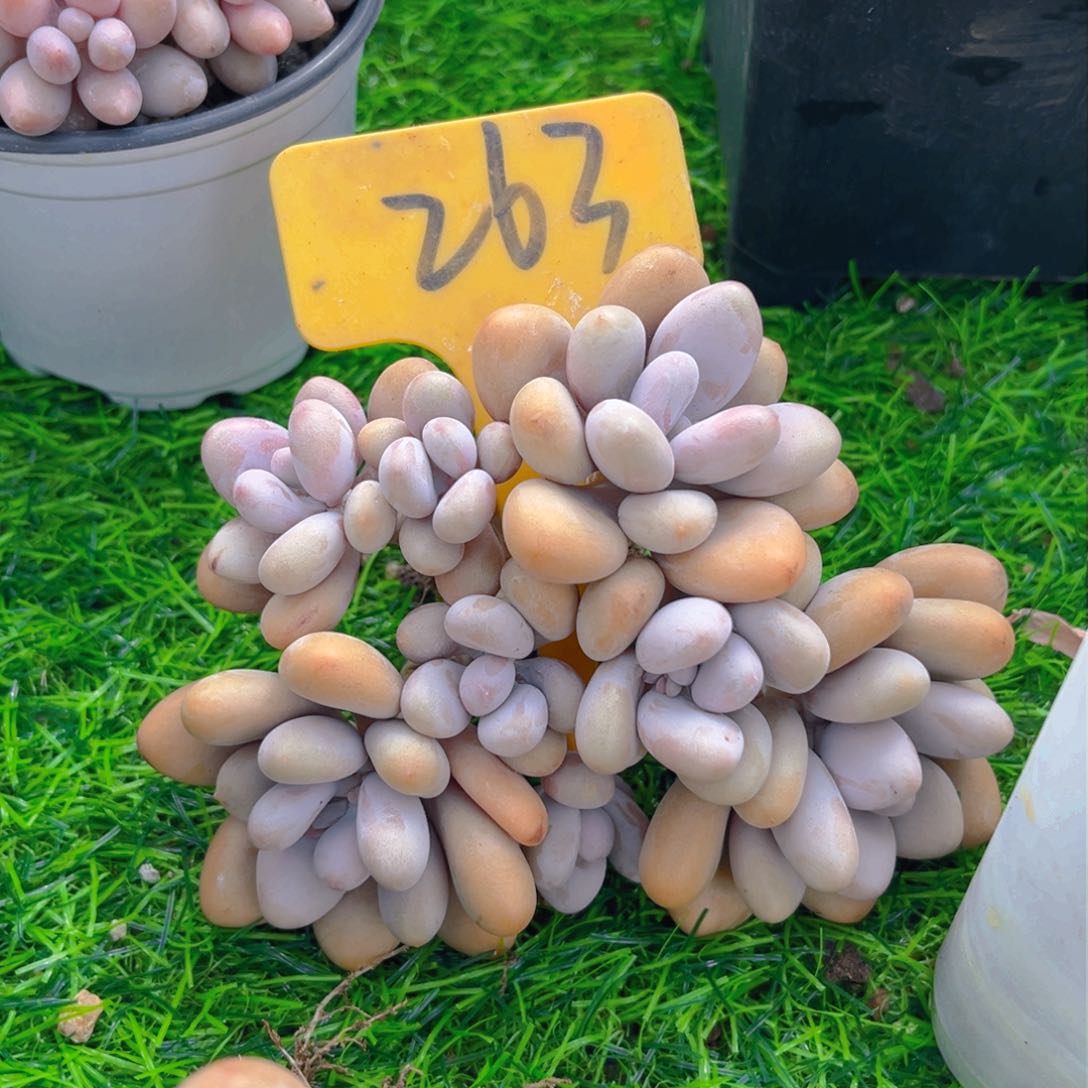 提*263fgghhhhhhhhhnnn