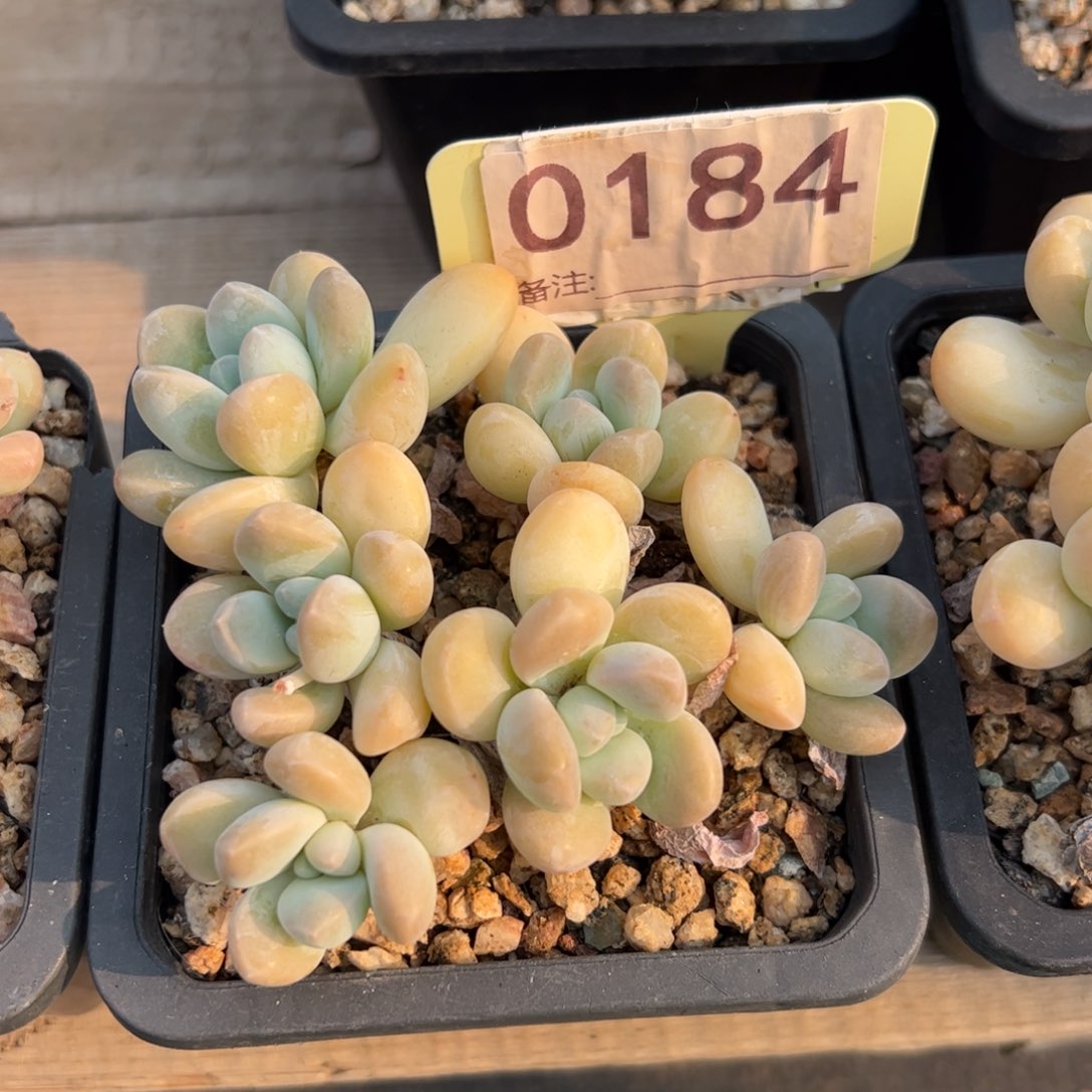 香玉整群无砍多肉