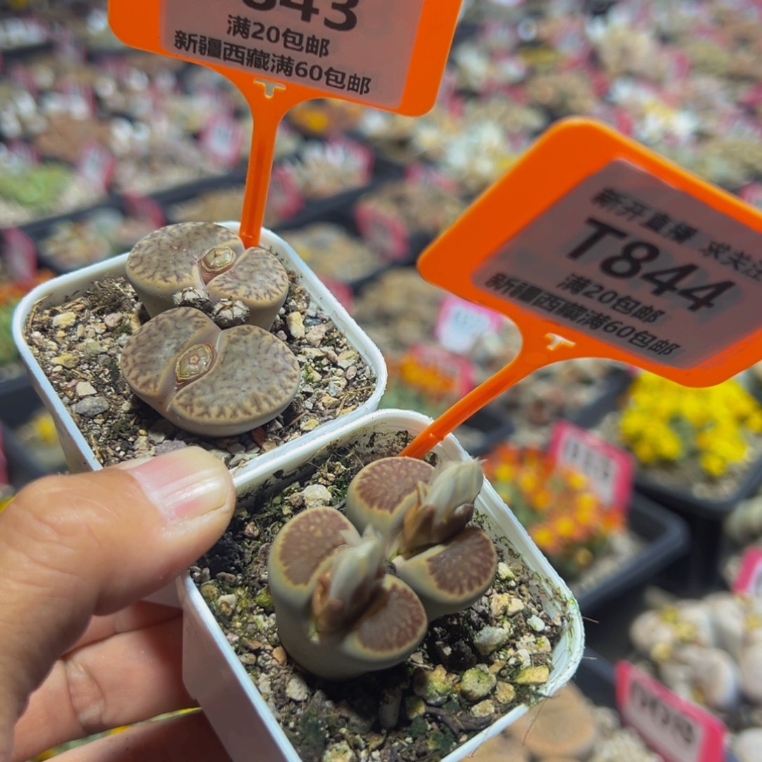 843，844 一物一拍，默认有伤，介意勿拍，不退不换
