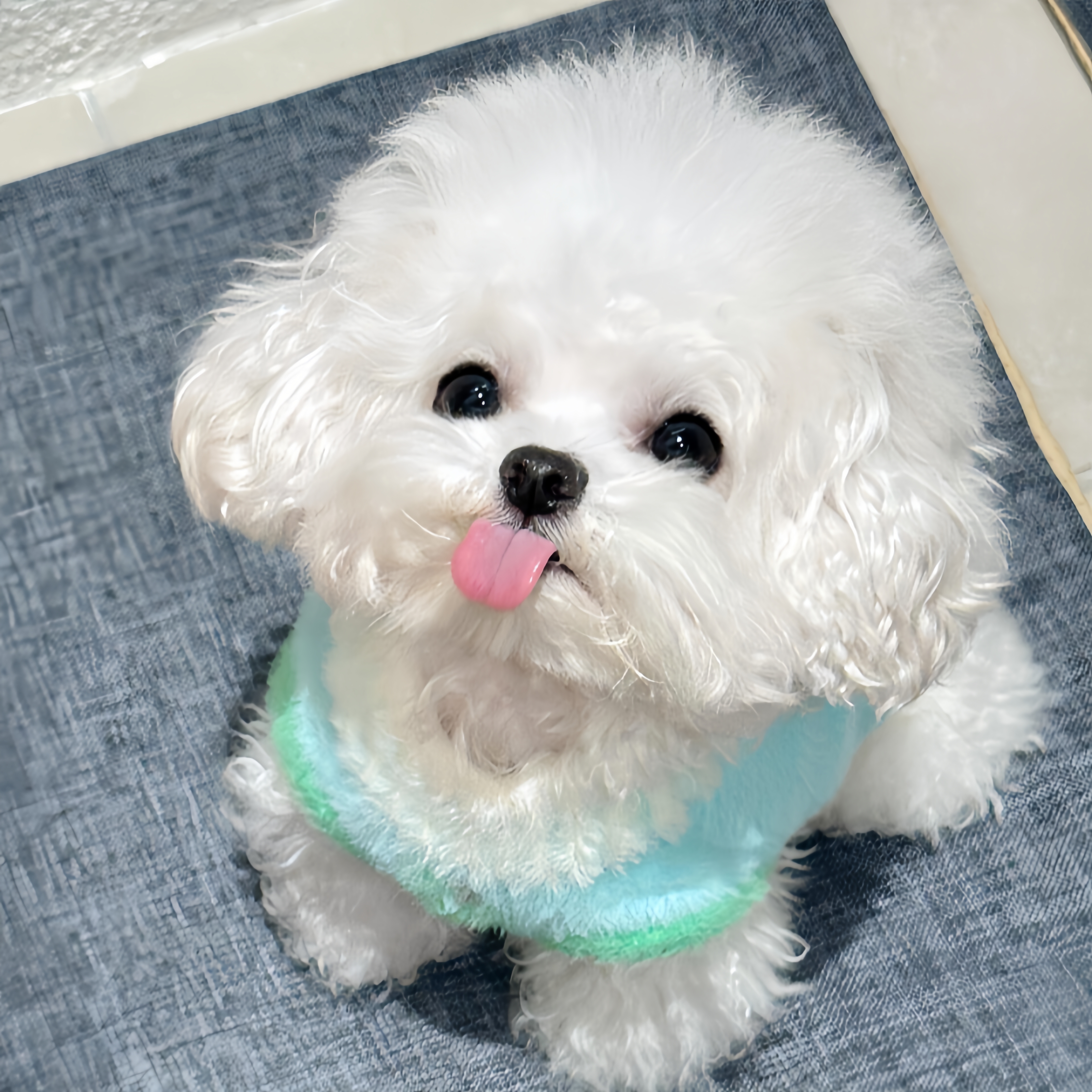 【可可犬舍】阿拉斯加哈士奇宠物活体小狗狗