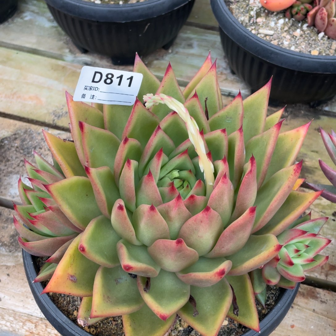 无花朵若如东云单拍D811