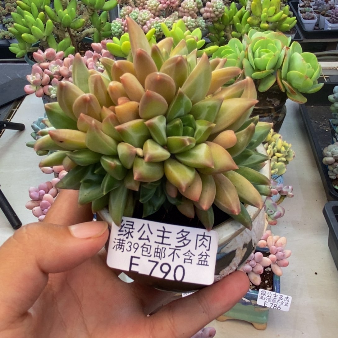 790幻影美人多肉7c m