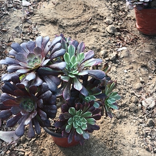 蓝***云彩色水墨画0000000015