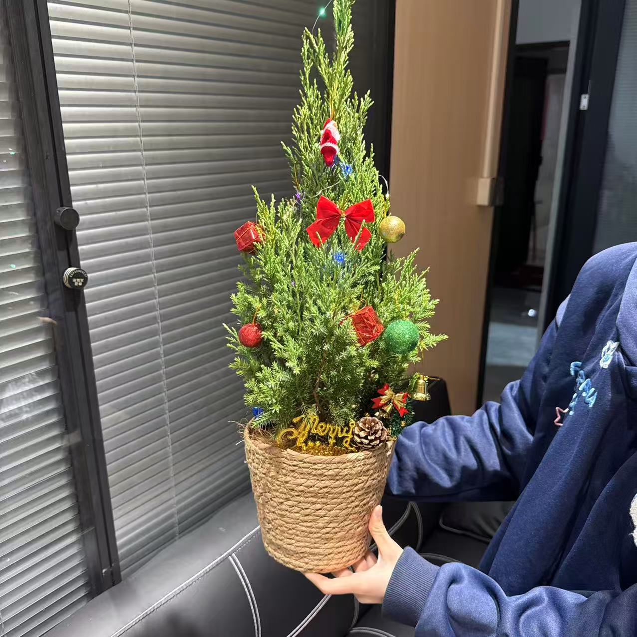 塔柏圣诞树室内绿植盆栽好看好养美观花卉